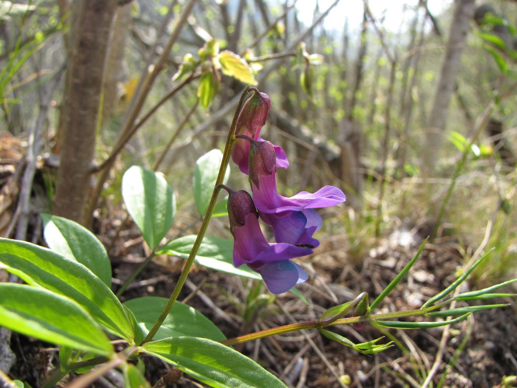 Lathyrus vernus bianco